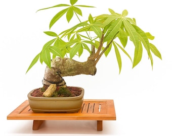 Money Tree Bonsai: Pachira Aquatica in Glazed Pot - Etsy Ireland