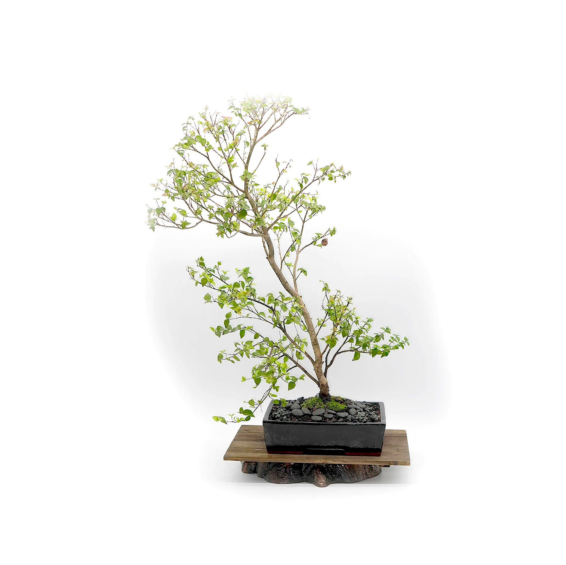 Dwarf Surinam cherry (rare) bonsai tree, Warmly, Leo. collection from