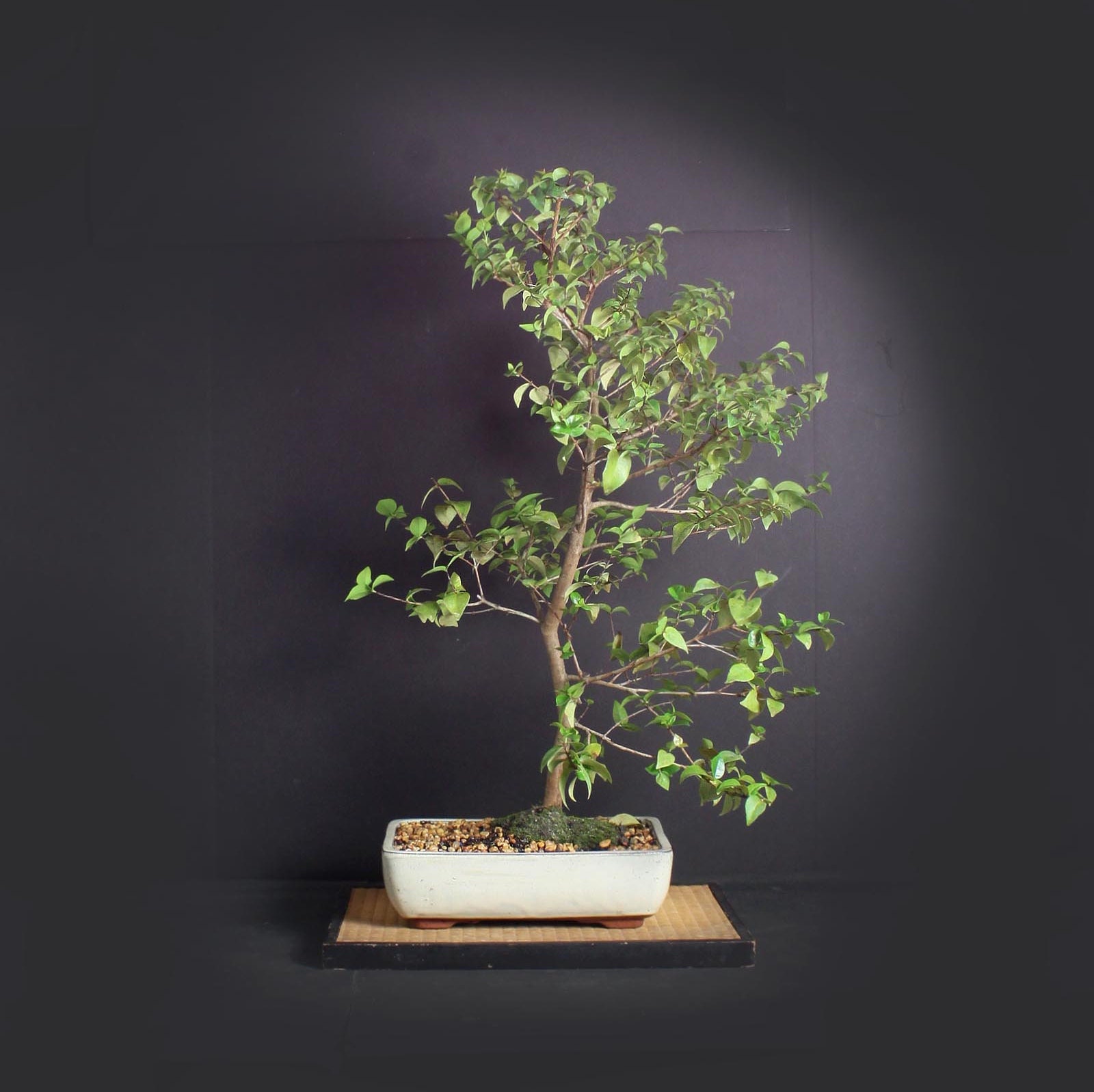 Dwarf Barbados cherry bonsai tree (rare), Fruits of the tropics