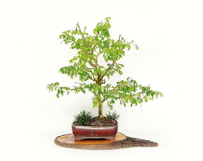 Brazilian raintree bonsai tree, "Save Rainforest" collection from LiveBonsaiTree