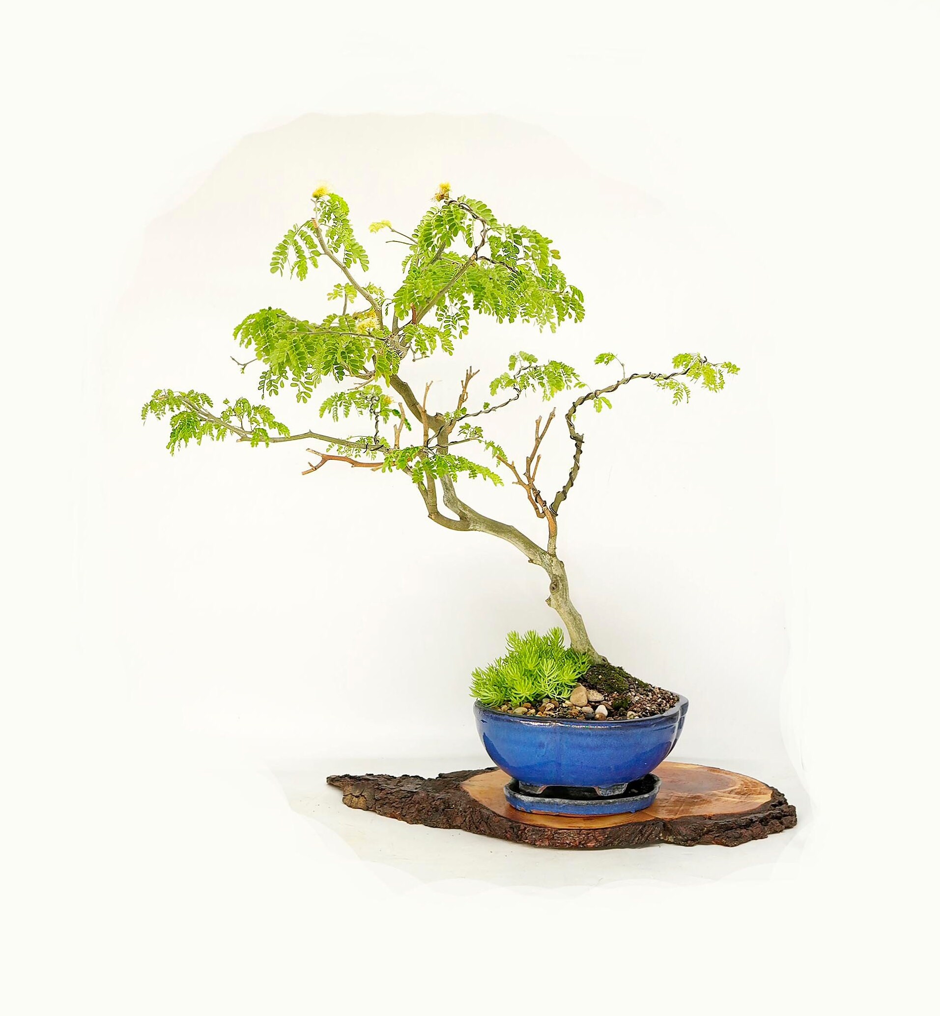 Rare thorn less Brazilian raintree bonsai tree, Save Rainforest