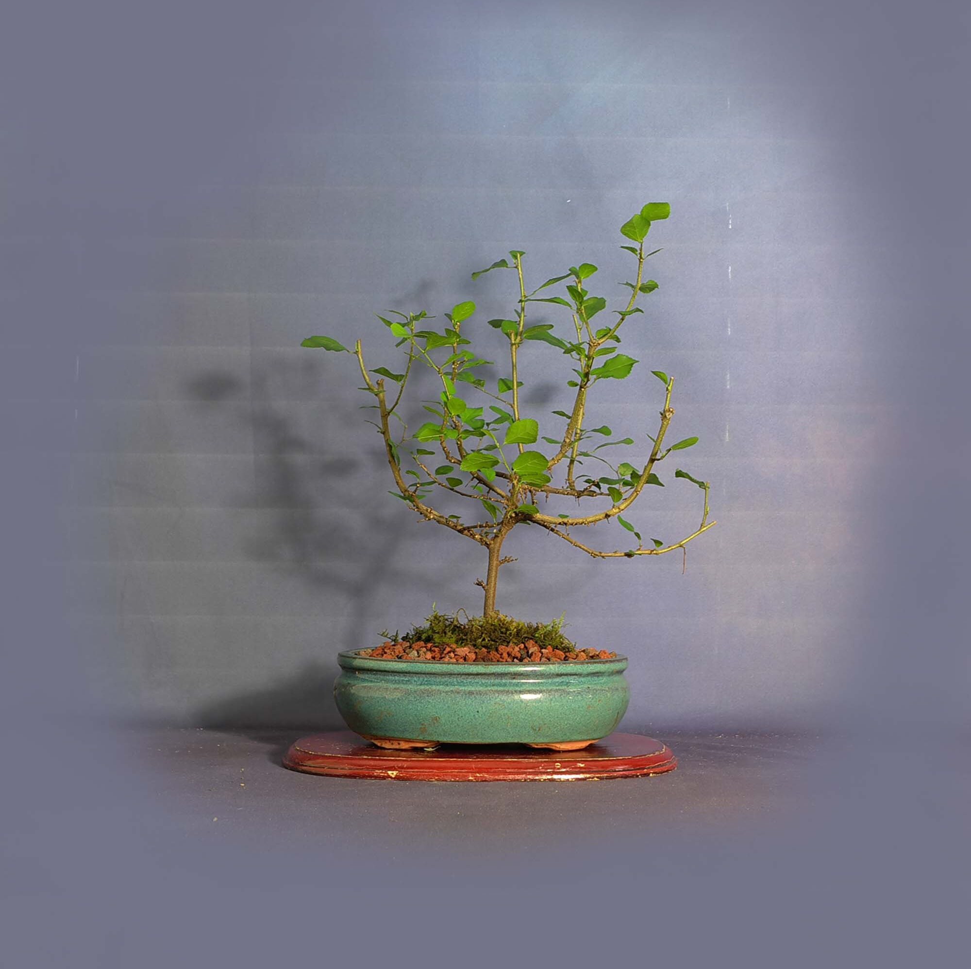 Lavender star flower bonsai tree, Heavenly Bloom collection from