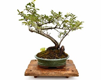 Pyracantha Firethorn Bonsai Tree  in Glazed Container