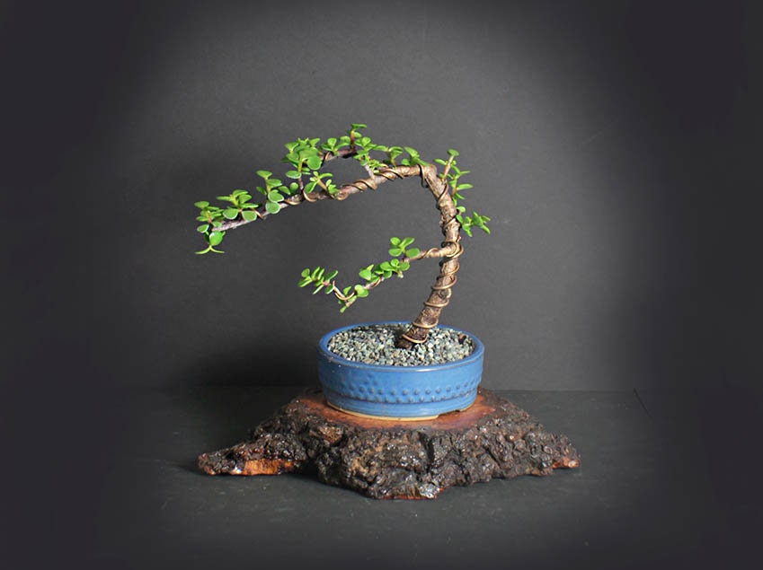 Dwarf jade bonsai tree, Africa bambada bonsai collection from