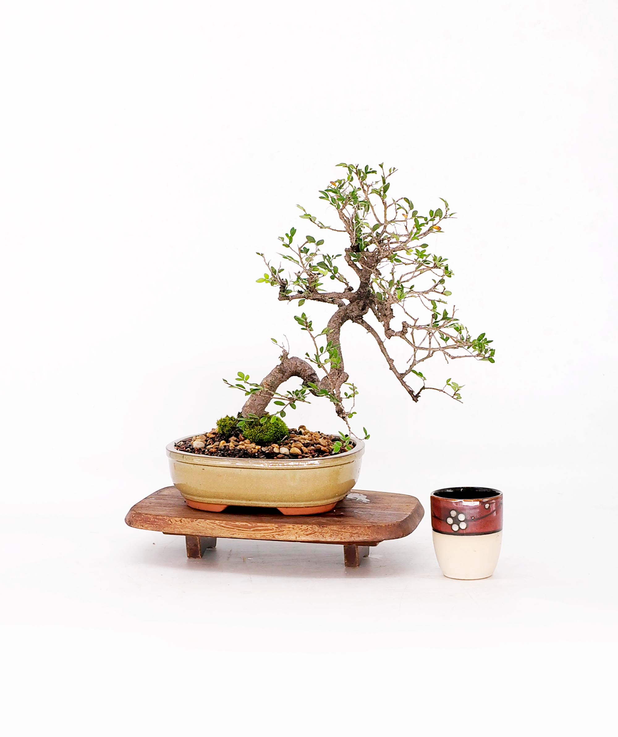 Japanese Zelkova Elm bonsai tree, Natures beauty collection from Live