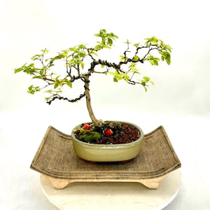 Dwarf Surinam cherry (rare) bonsai tree, &quot;Warmly, Leo.&quot; collection from LiveBonsaiTree