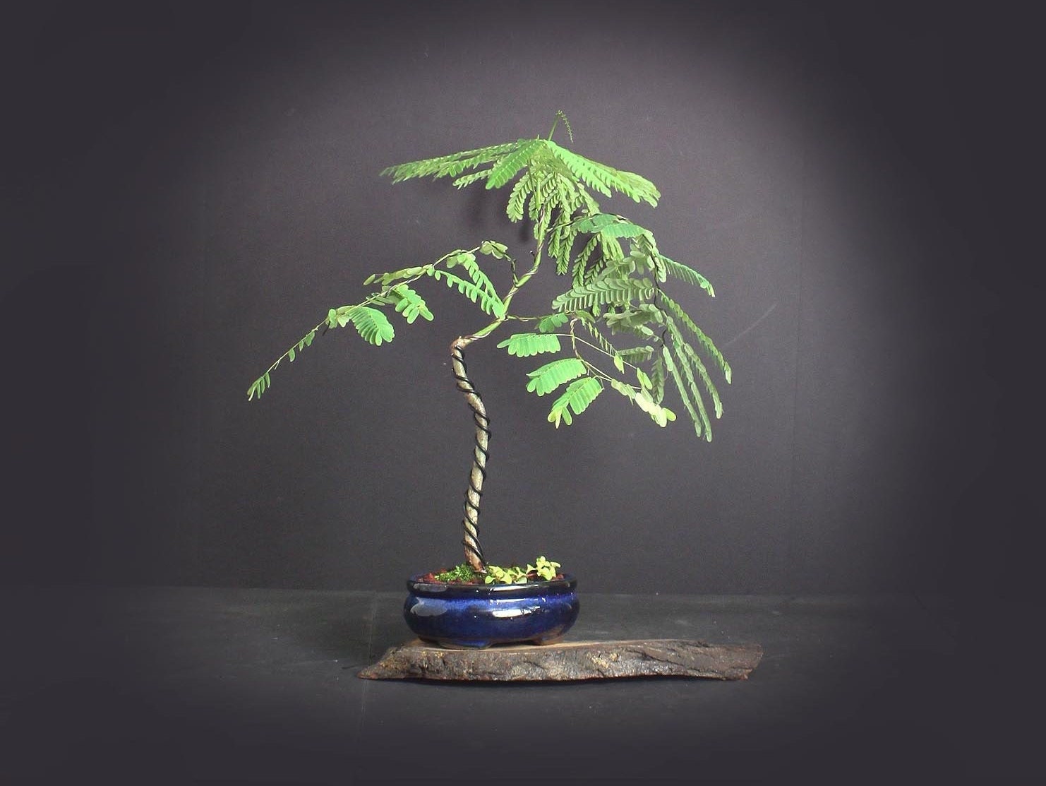 Royal red Poinciana bonsai tree, Exotic Bloom collection from LiveBonsaiTree