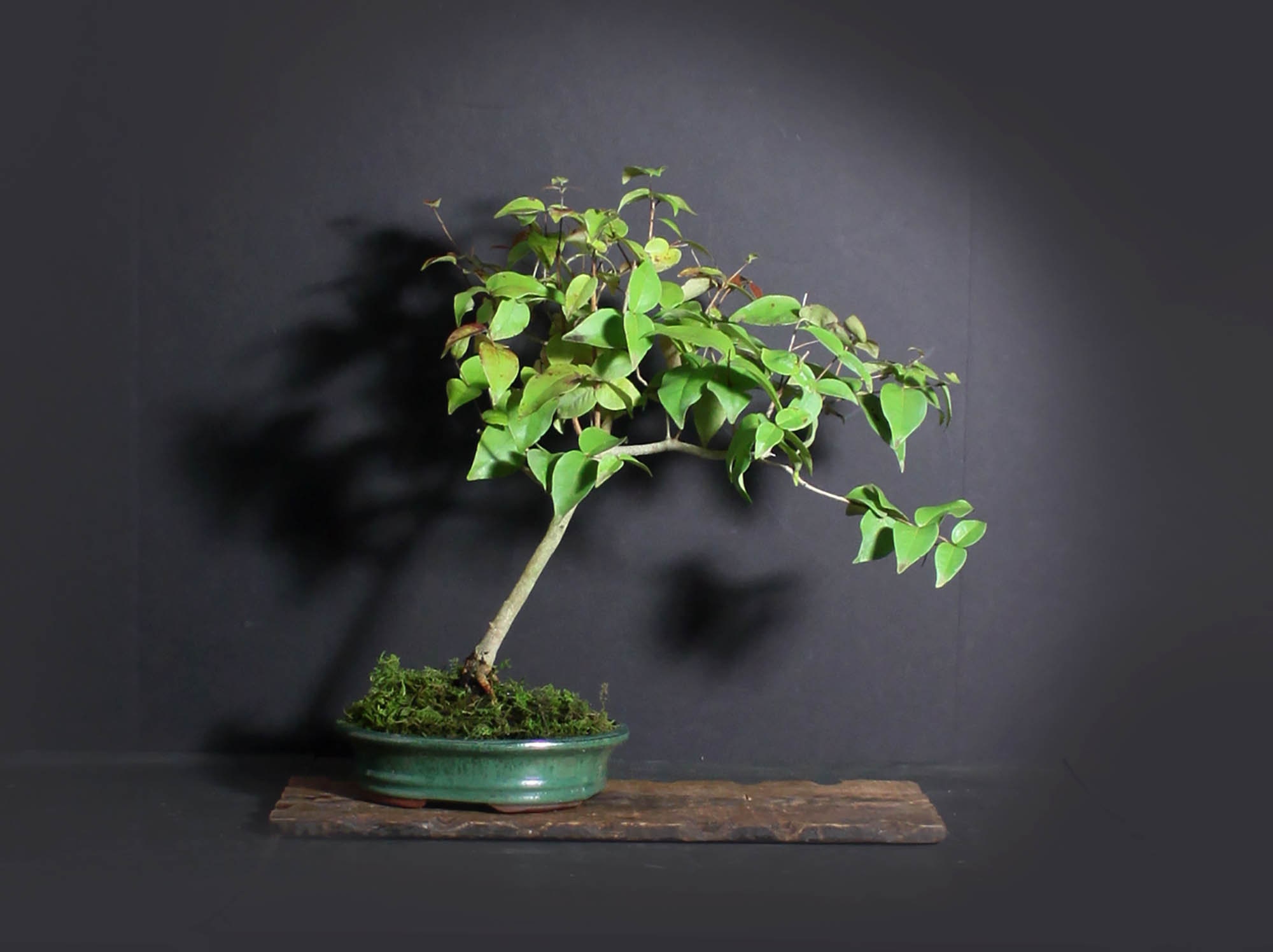 Top Tropical Bonsai Care Gif Hobby plan