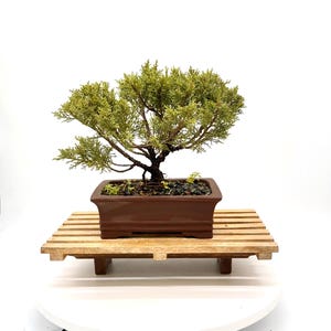 May include: A small juniper bonsai tree with dense, light green foliage and a dark, textured trunk. The tree is planted in a rectangular, glossy brown ceramic pot filled with dark soil and small pebbles, resting on a light-colored wooden slat stand.