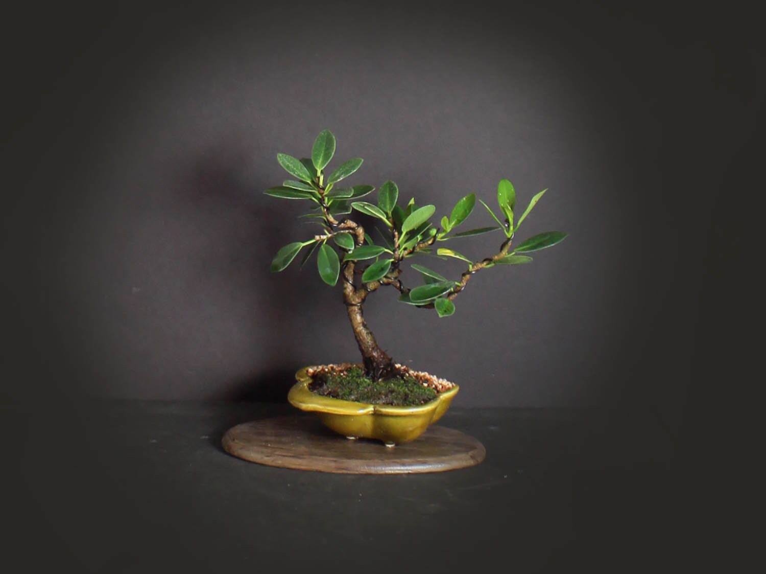 Green Mound fig bonsai tree, Figs of the world collection from