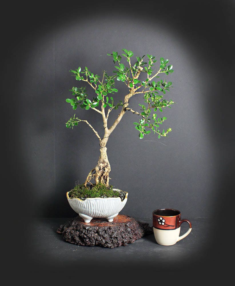 Japanese Boxwood Bonsai Tree, Japanese bonsai collection LiveBonsaiTree