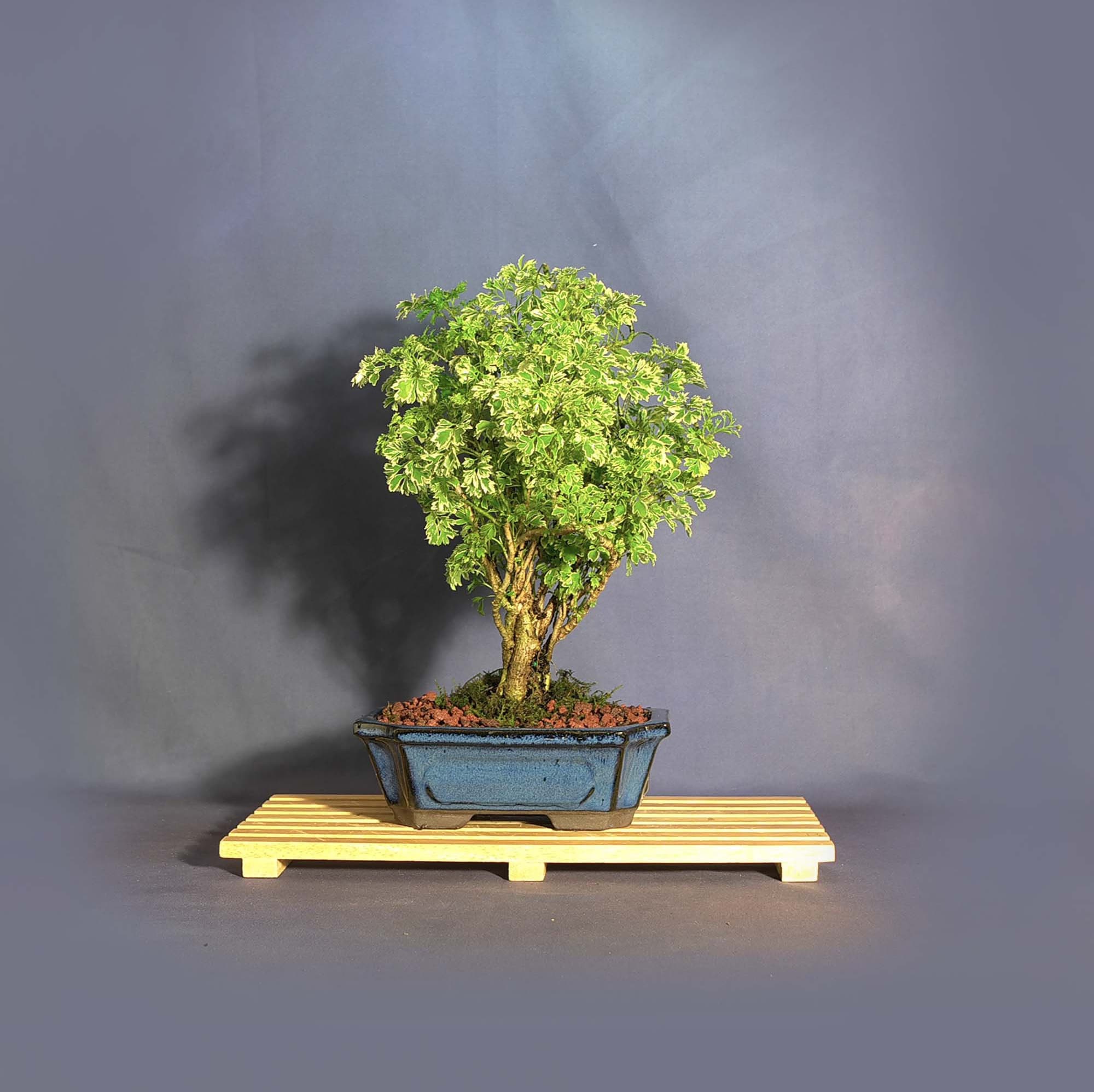 Parsley Aralia Plant