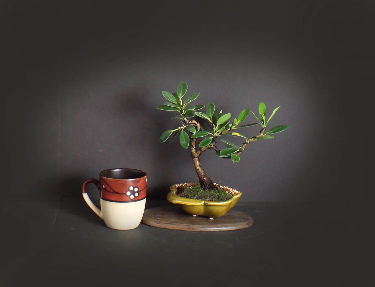 Green Mound fig bonsai tree, Figs of the world collection from