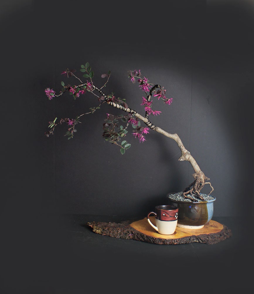 Loropetalum bonsai tree, Tropical bloom Collection from LiveBonsaiTree