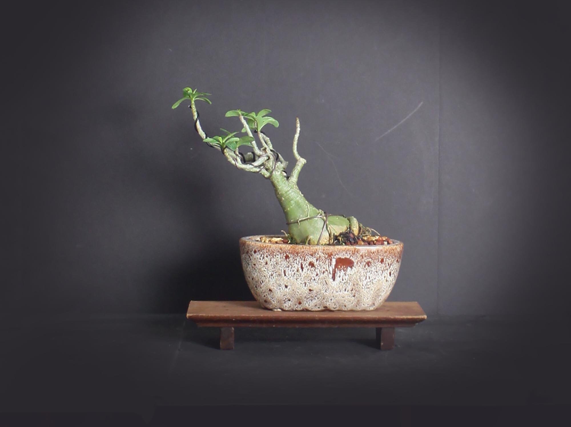 Desert Rose Bonsai Tree, Blooming collection from LiveBonsaiTree