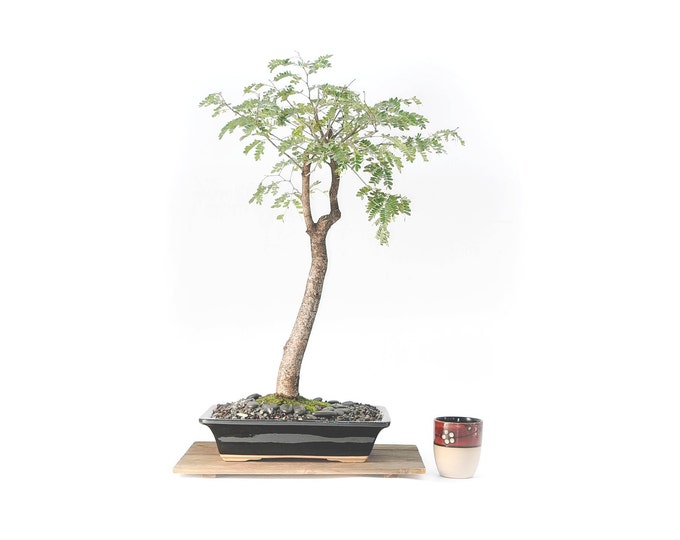 Tropical Mahogany Bonsai Tree, "Take a stand for Ukraine!" collection from LiveBonsaiTree