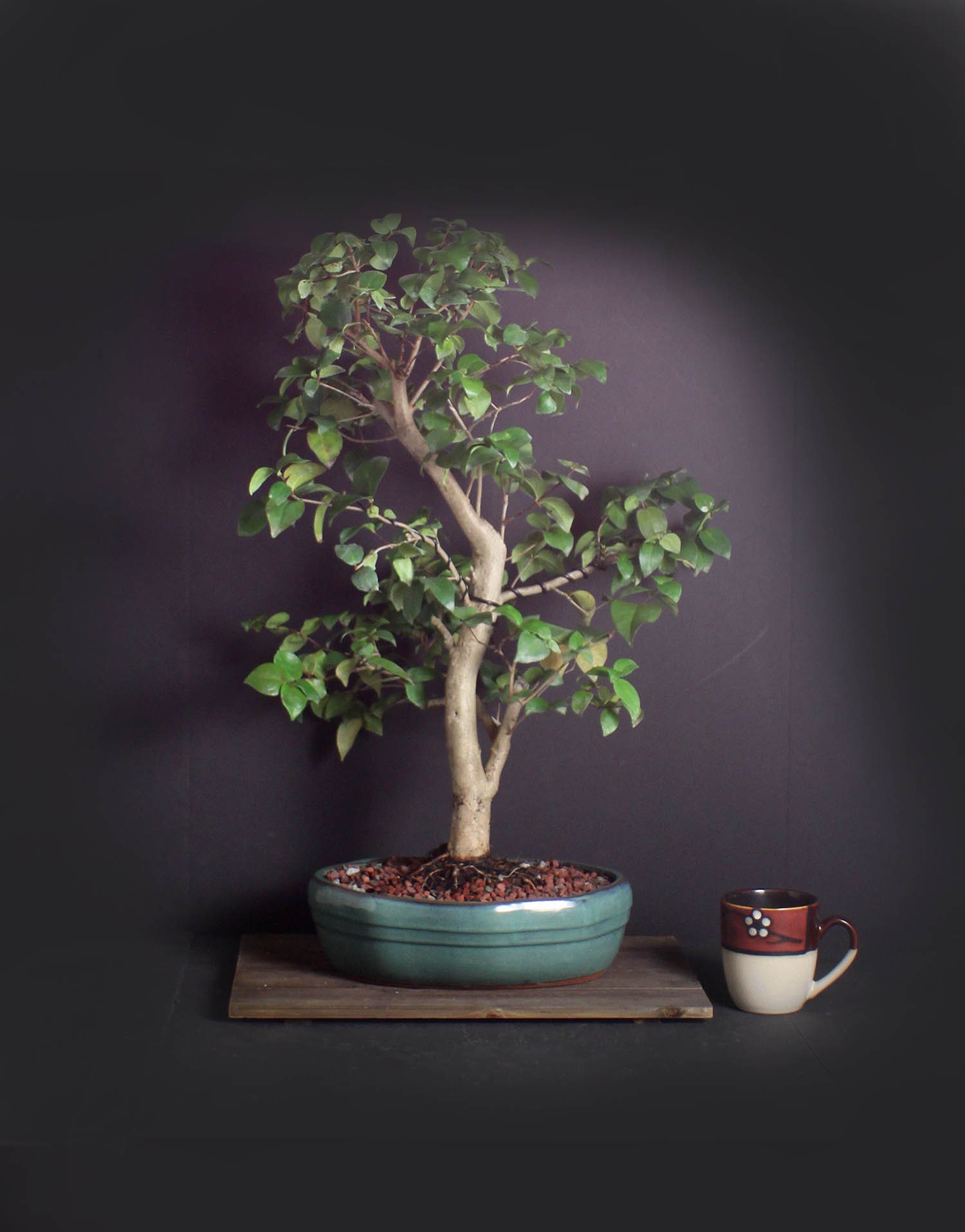 Surinam Cherry Bonsai Tree, Tropical fruit collection from LiveBonsaiTree