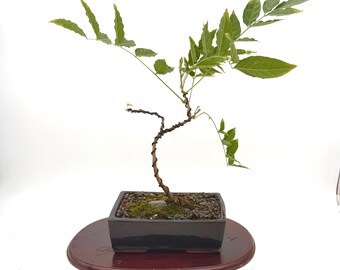 Japanese Wisteria Bonsai Tree: Twisted Trunk Pre-Bonsai Flowering Specimen