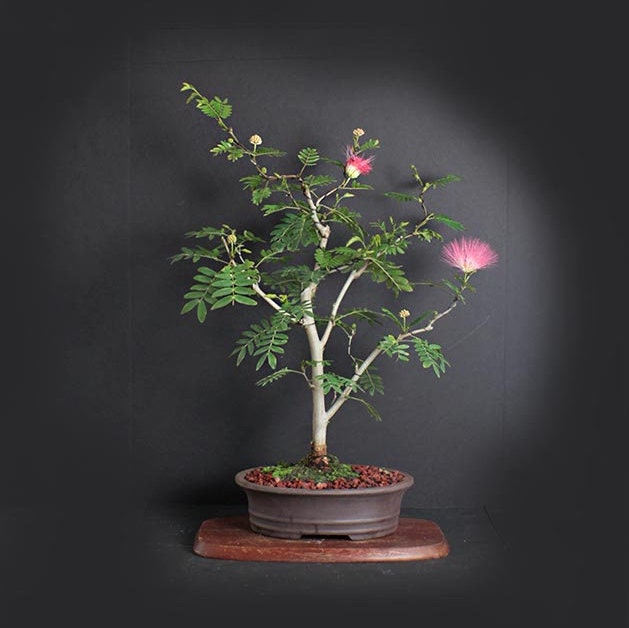 Pink Powder Puff bonsai tree, Blooming Tropics Collection from