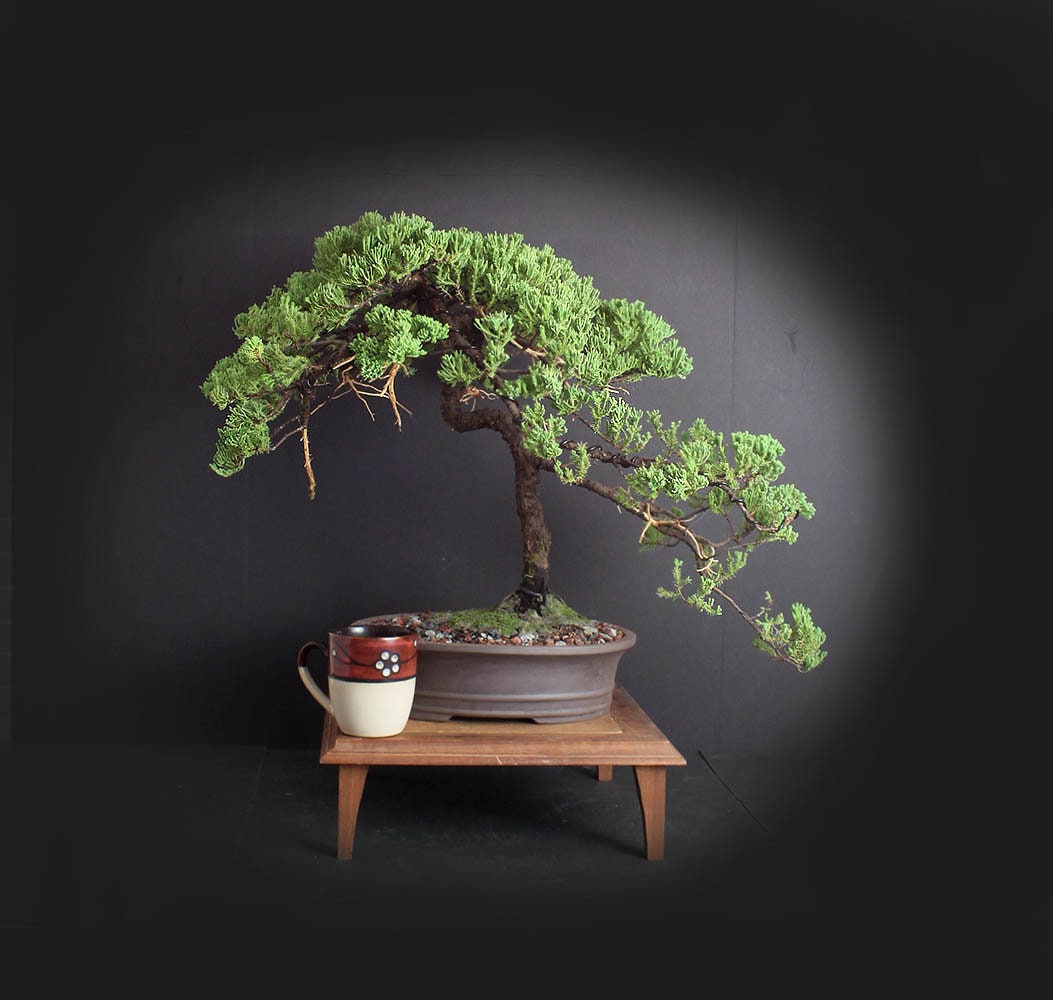Mature Juniper procumbens nana bonsai tree, Japanese conifer collection