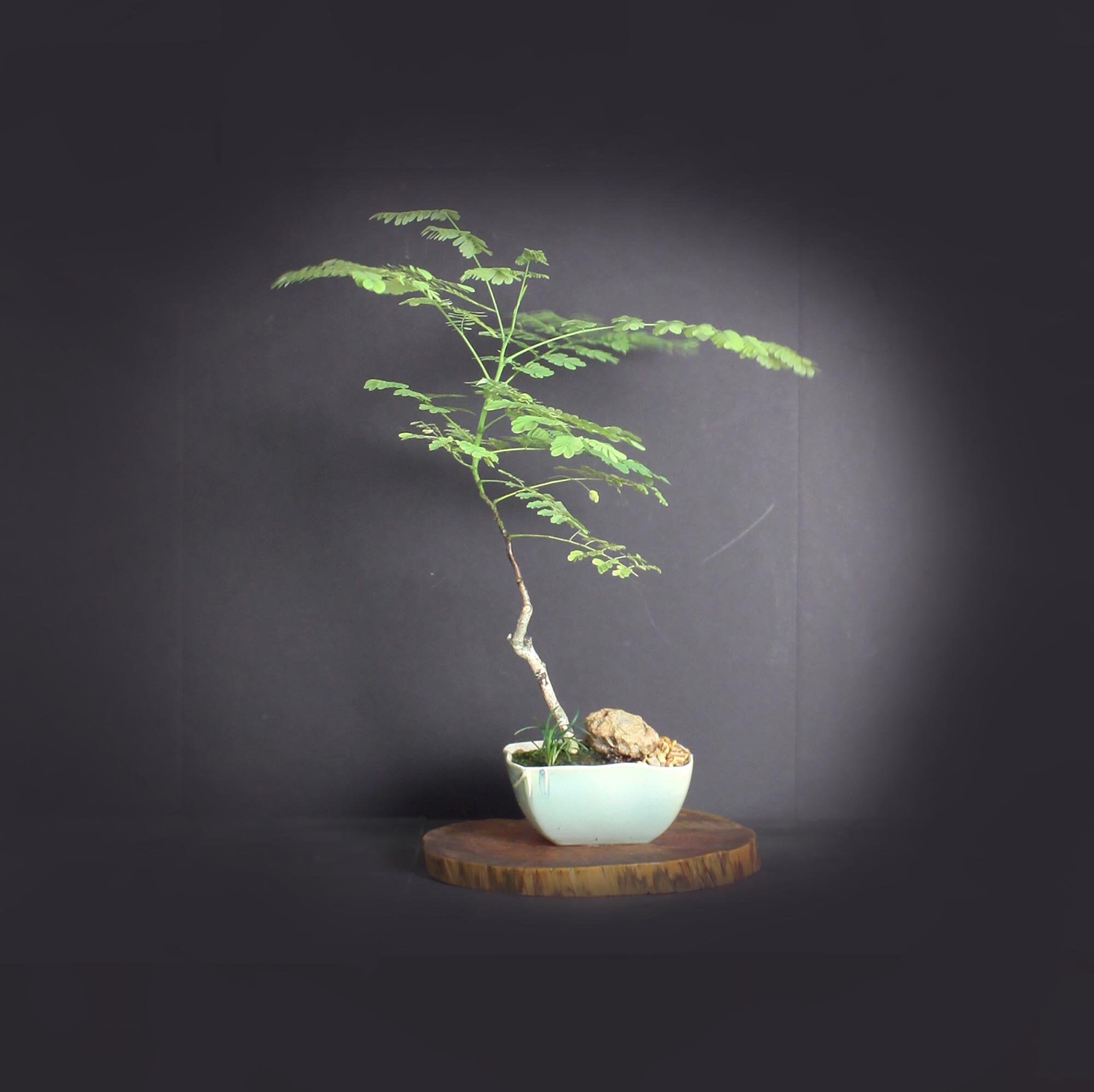 Royal red Poinciana bonsai tree, Exotic Bloom collection from