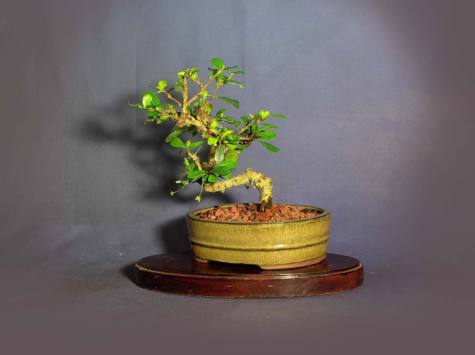 Fukien Tea bonsai tree, Stress reduction collection from ...