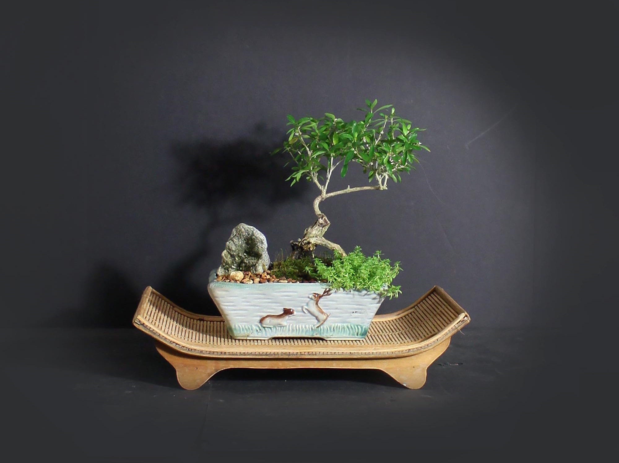 Serissa snow rose bonsai tree, Indoor bonsai tree collection from LiveBonsaiTree