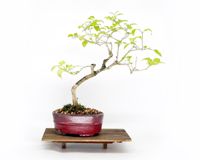 Mandarin hat bonsai tree, "Reward Yourself" collection from  Live Bonsai Tree