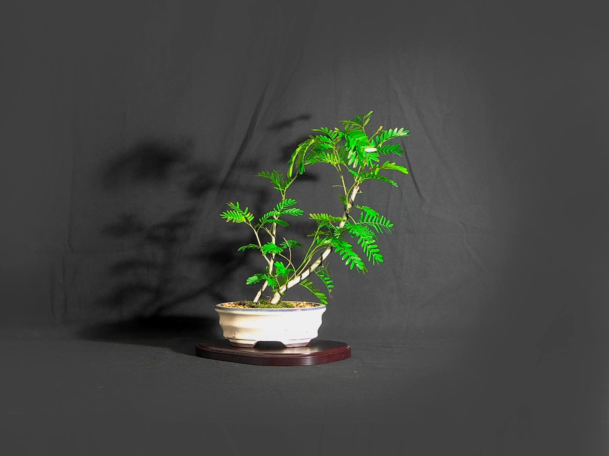 Powder Puff bonsai tree, Digital Rehab Collection from LiveBonsaiTree