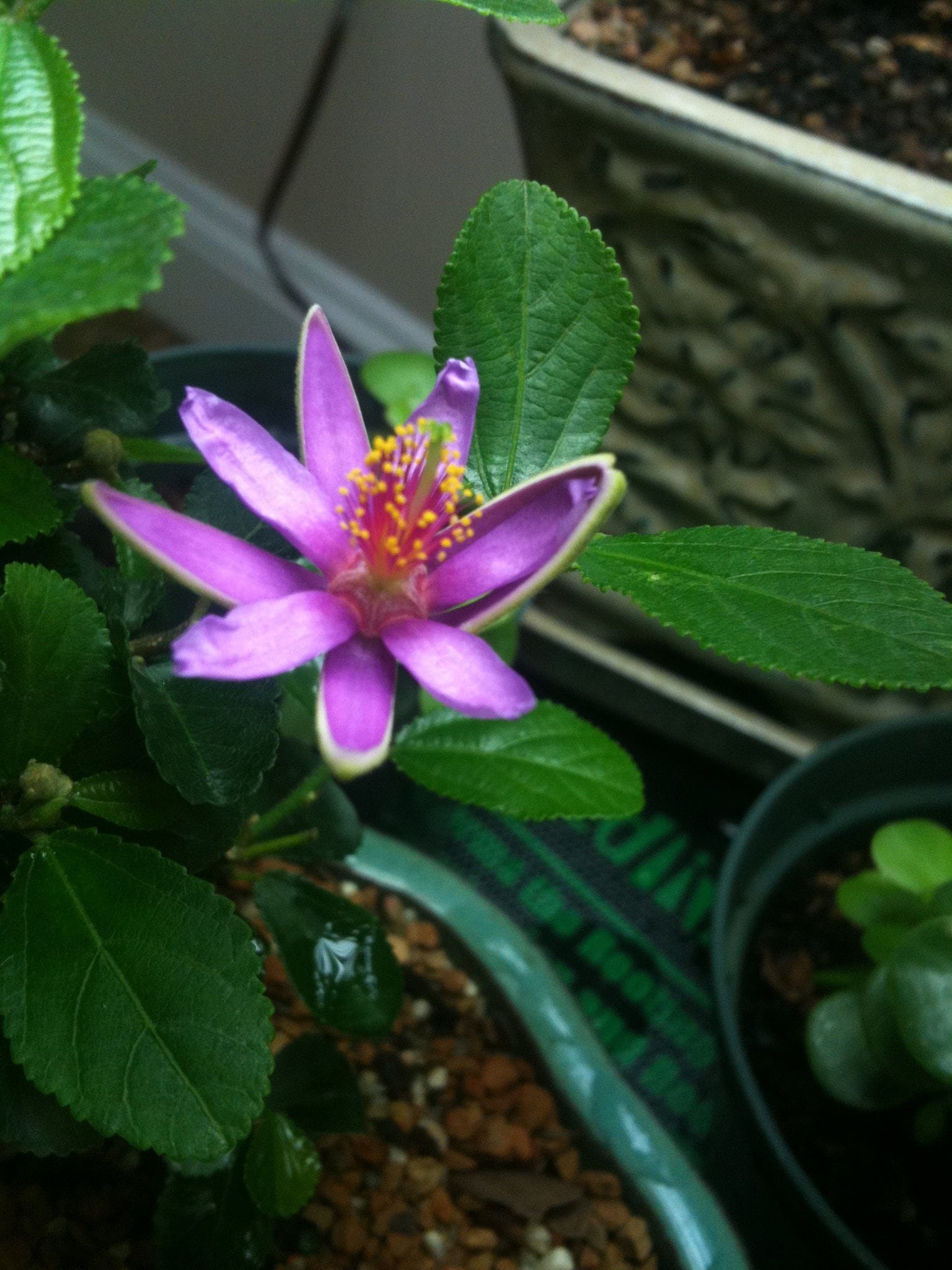 Lavender star flower bonsai tree, Heavenly Bloom collection from