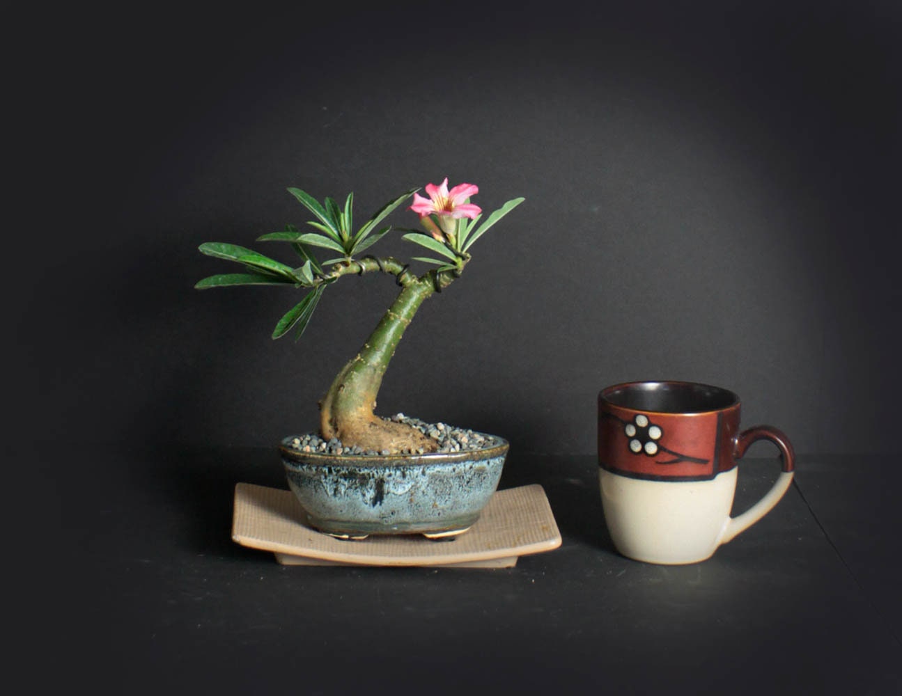 Desert Rose Bonsai Tree, Blooming collection from LiveBonsaiTree