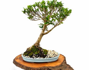 Extremely Rare Kaneshiro Ficus Bonsai Tree Handmade Tropical Bonsai in Premium Flat Bonsai Pot