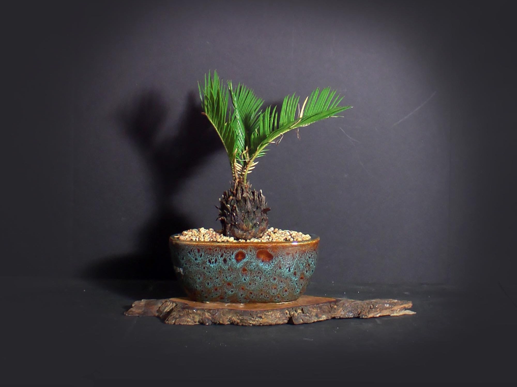 Sago Palm Bonsai Tree, Palm Bonsai collection from LiveBonsaiTree