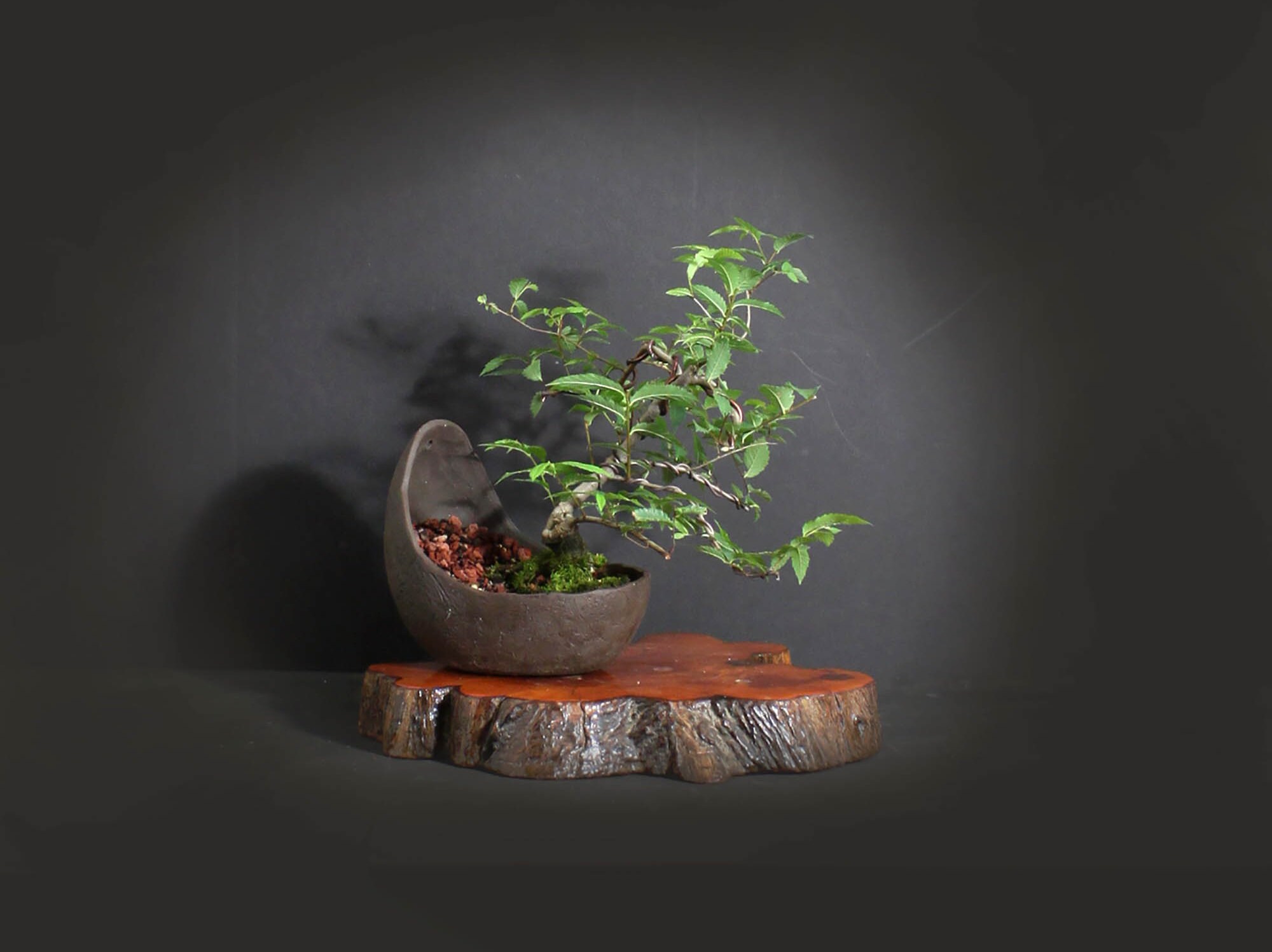 Hackberry Bonsai Tree, Elm collection from LiveBonsaiTree