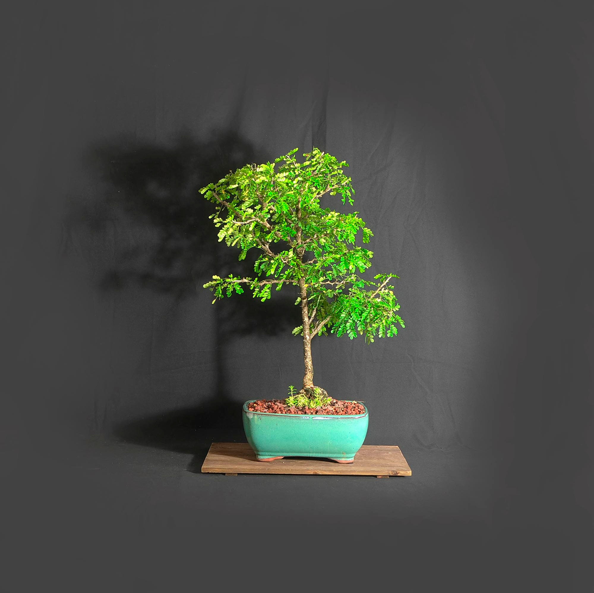 Texas Ebony bonsai tree, Growing season 2021 collection from LiveBonsaiTree