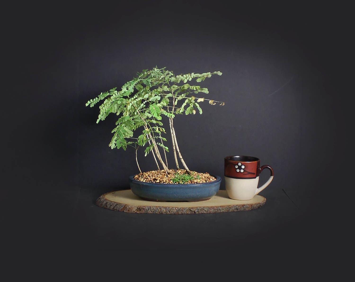 Royal red Poinciana bonsai tree forest, Puerto Rico Natives collection