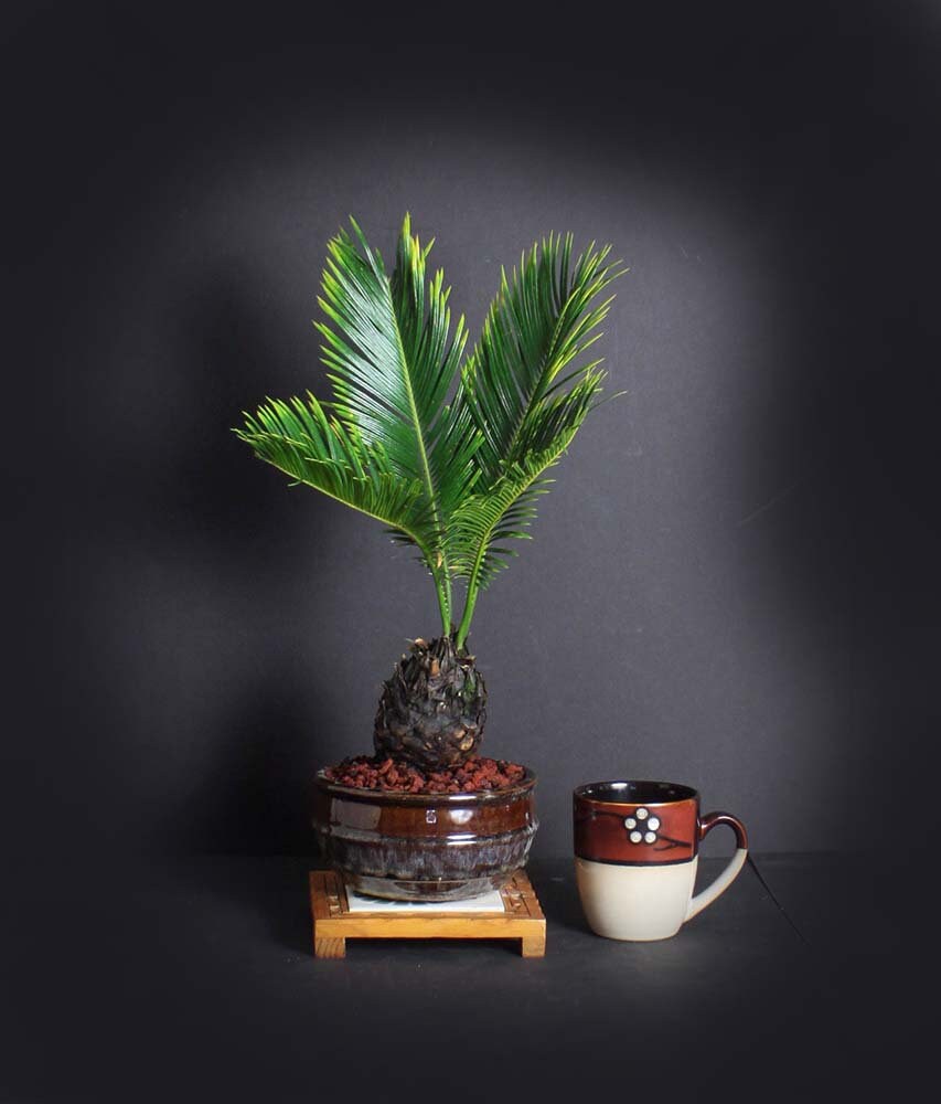 Sago Palm Bonsai Tree, Palm Bonsai collection from LiveBonsaiTree