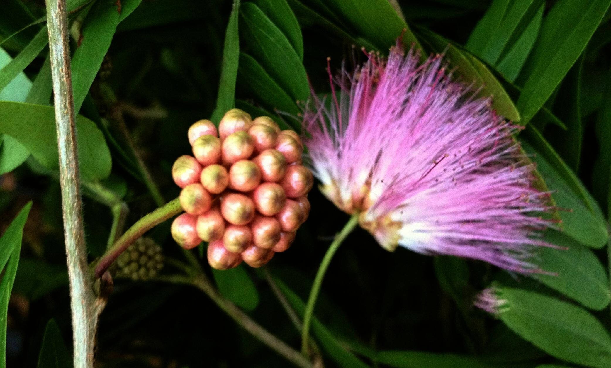 Pink Powder Puff bonsai tree, Blooming Tropics Collection from
