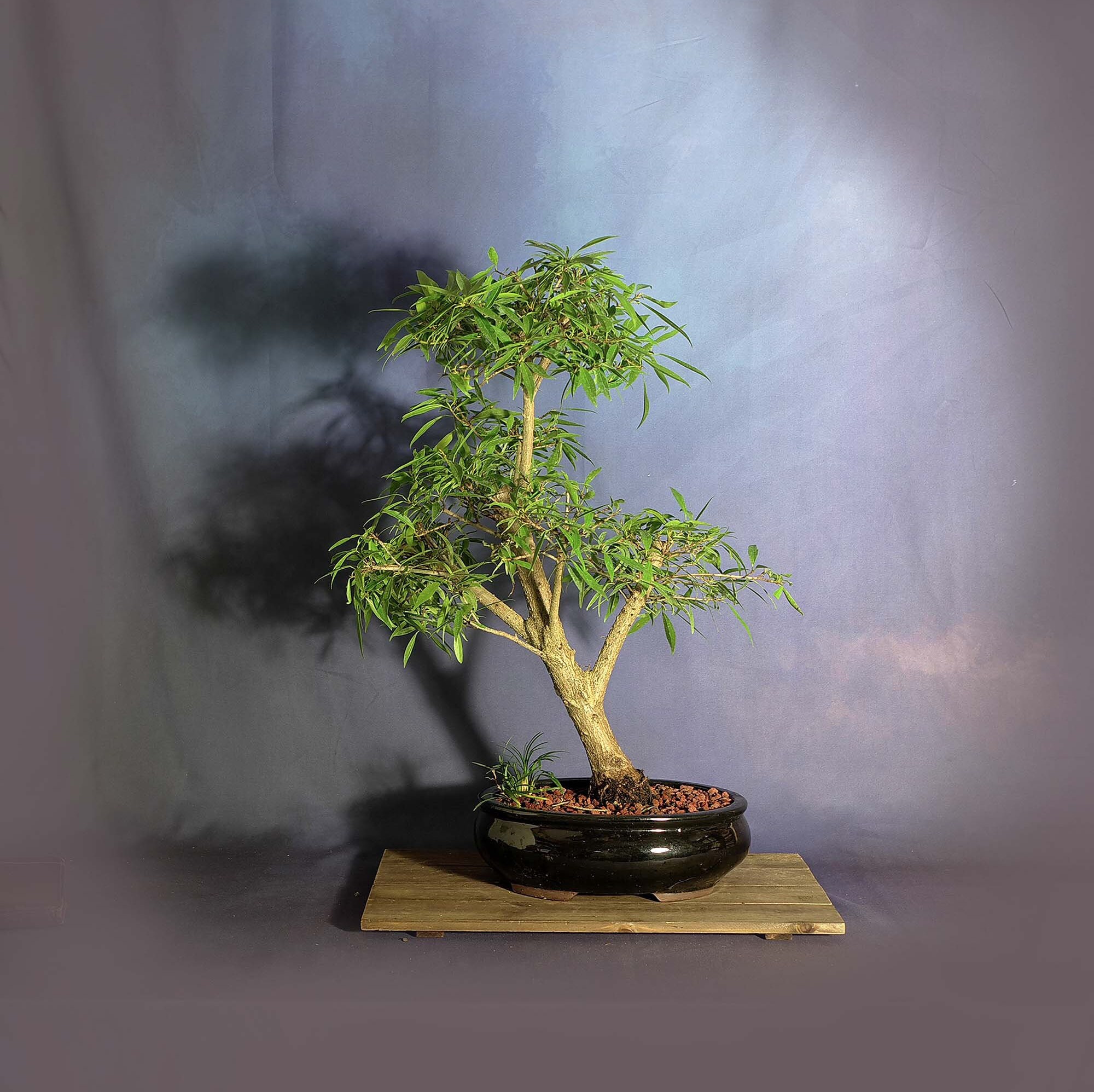 Willow leaf fig bonsai tree, Figs of the world collection from