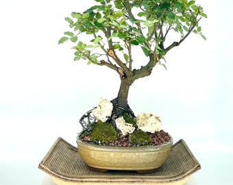 Mature rose bonsai tree "Little bit of joy" collection from Live Bonsai Tree