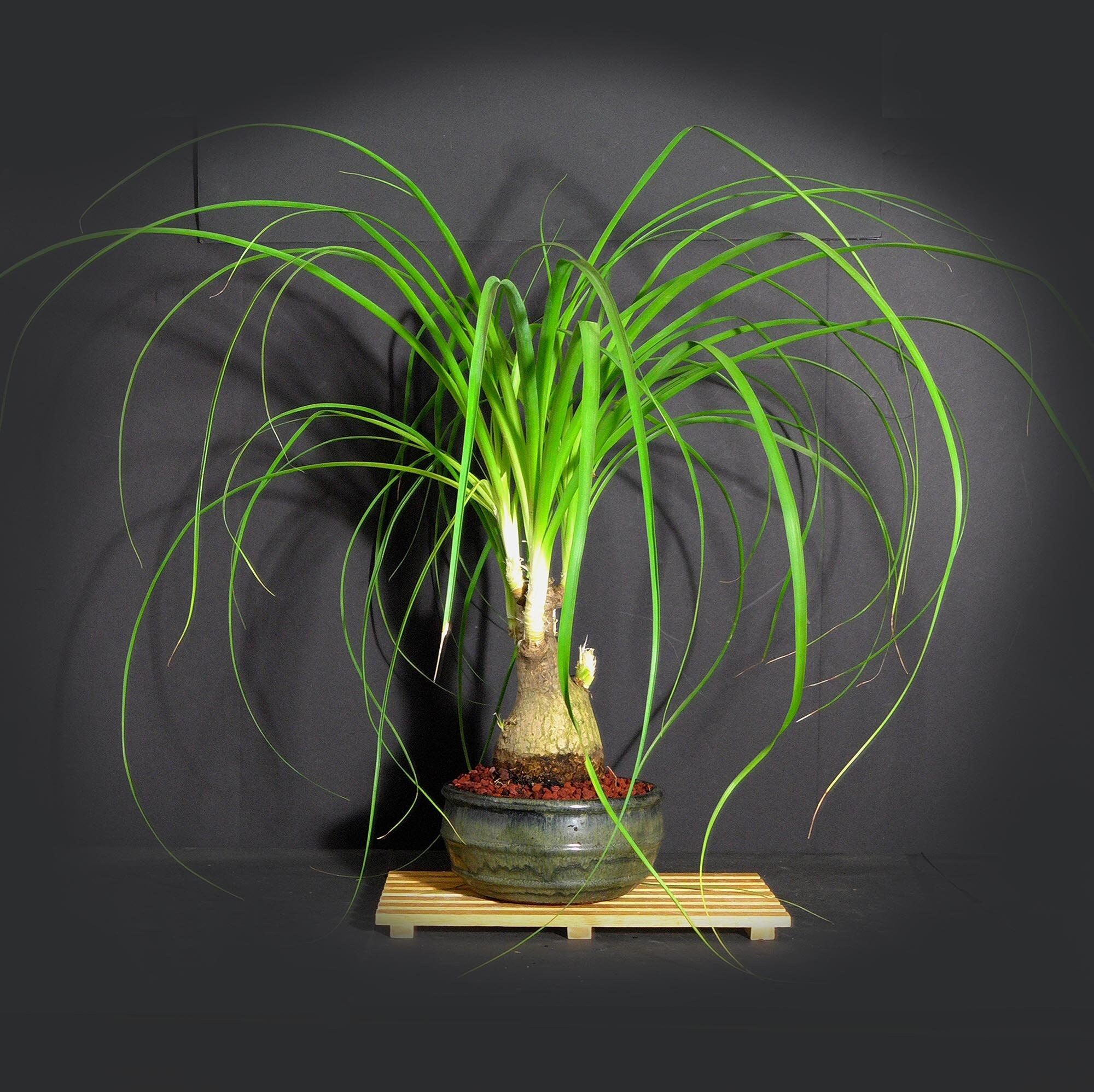 Elephant's foot palm bonsai tree, Palm bonsai collection from