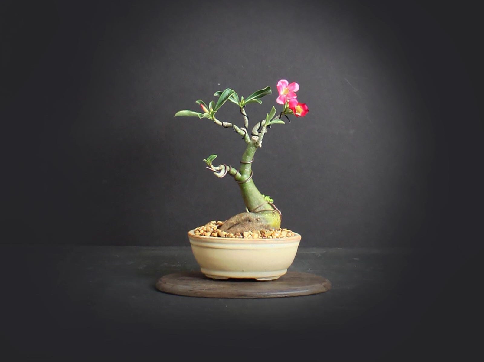 Desert Rose Bonsai Tree, Blooming collection from LiveBonsaiTree
