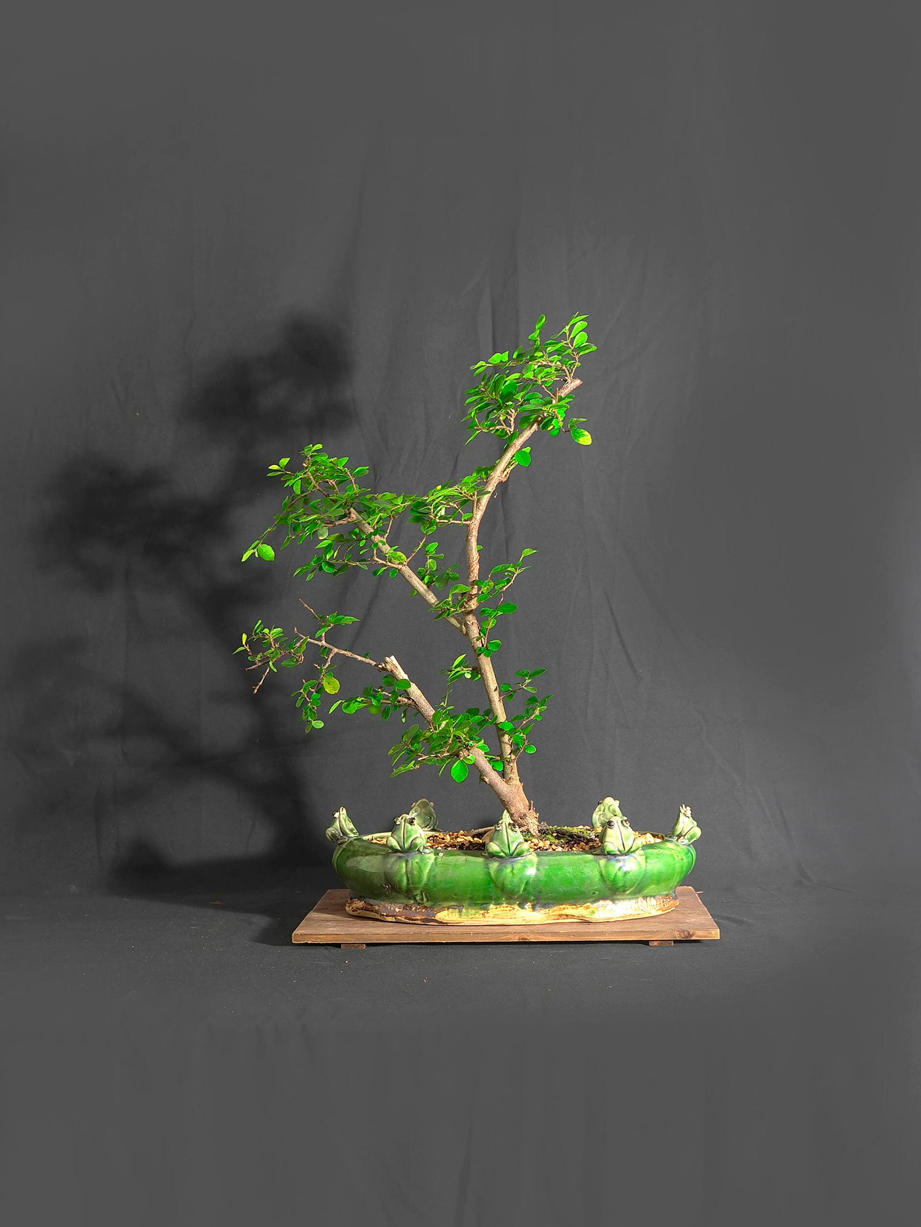 Lavender star flower bonsai tree, Personality reflection collection