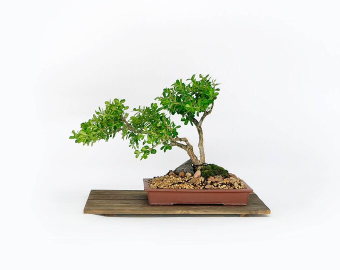 Korean Boxwood Bonsai Tree, "Botanical dance" collection from LiveBonsaiTree