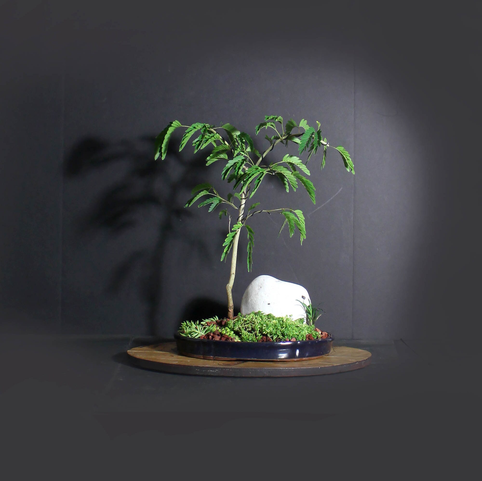 Red Powder Puff bonsai tree, Blooming Tropics Collection from