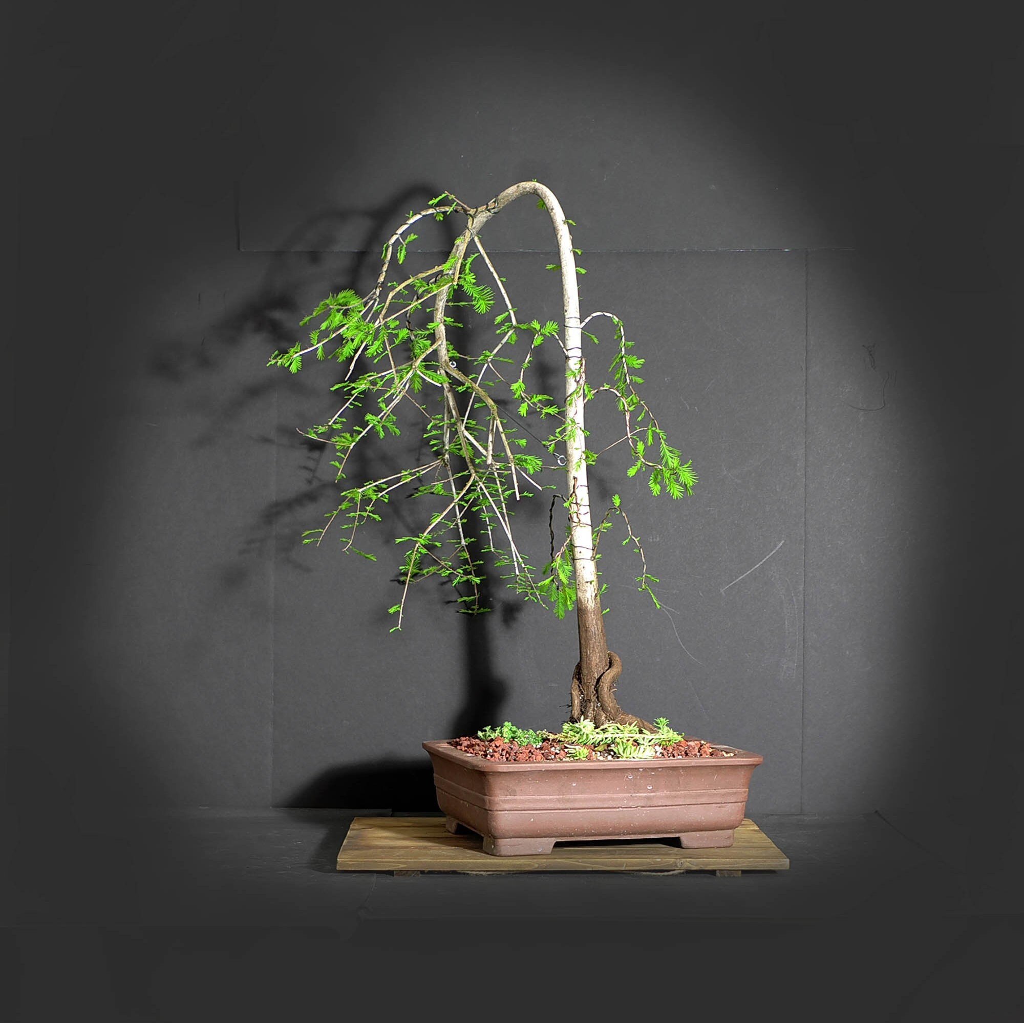 Bald cypress bonsai tree, 2020 conifer collection from LiveBonsaiTree
