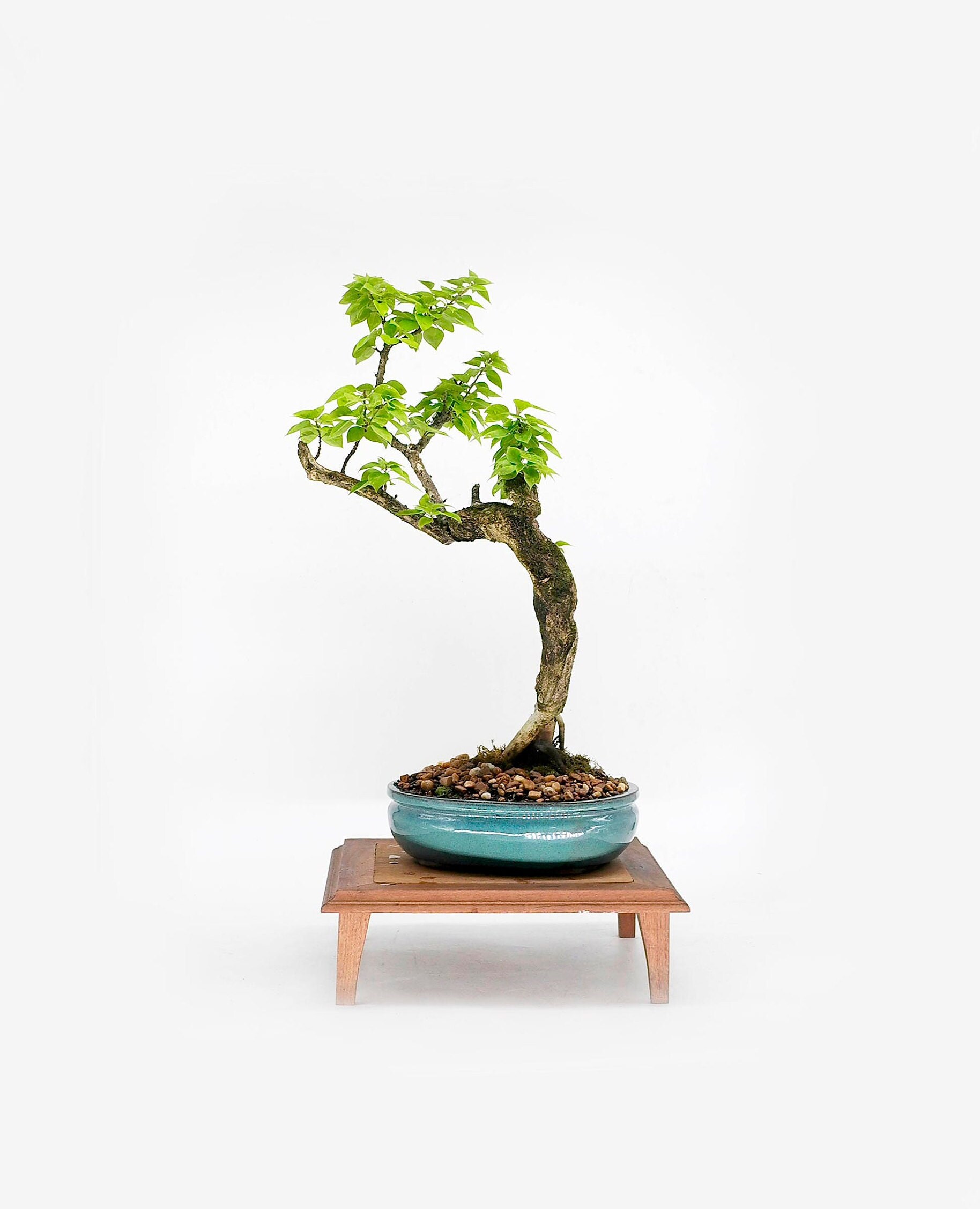 Bougainvillea bonsai tree, Prestige collection from Live Bonsai Tree