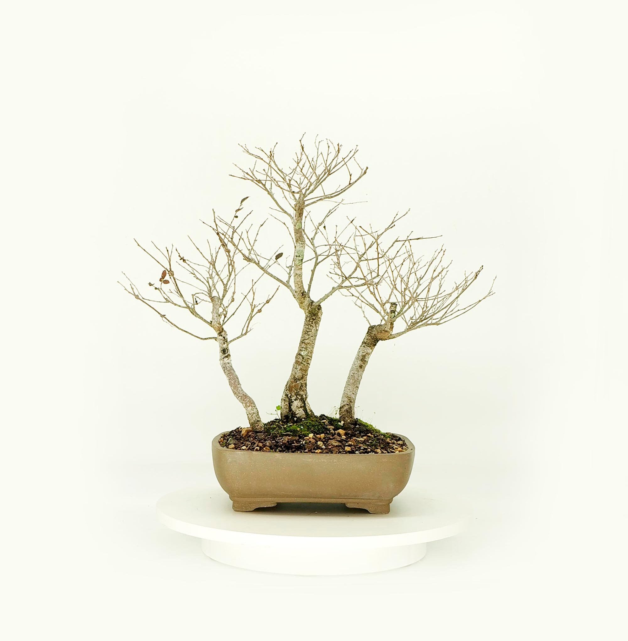 Chinese Elm bonsai tree forest planting, Relax and enjoy collection from LiveBonsaiTree