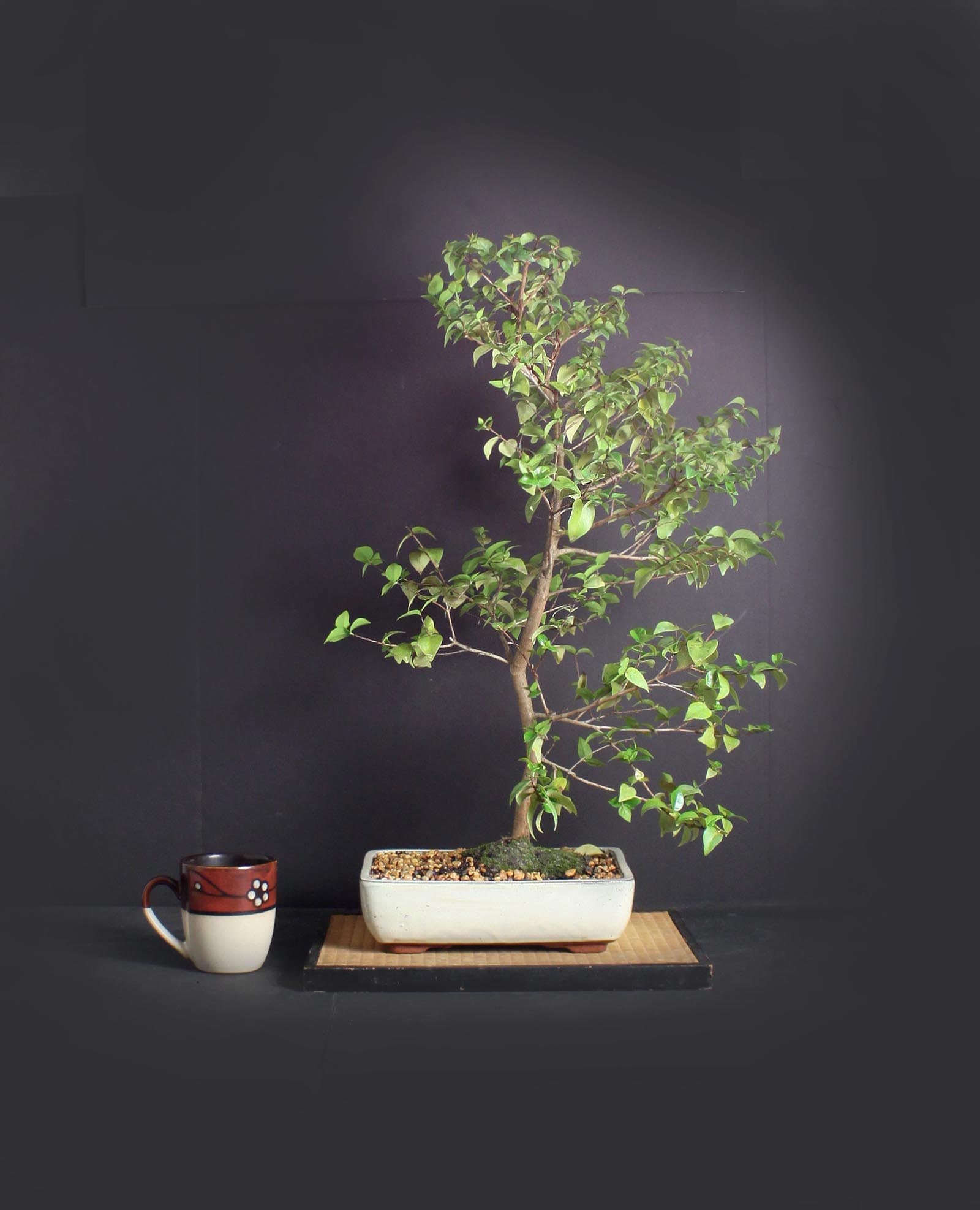 Dwarf Barbados cherry bonsai tree (rare), Fruits of the tropics