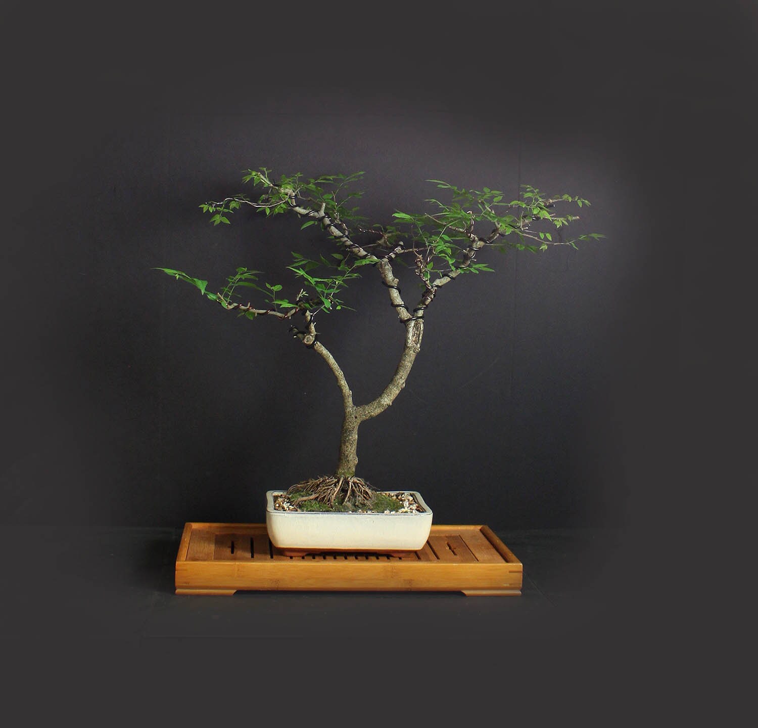 Hackberry Bonsai Tree, Elm collection from LiveBonsaiTree